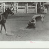 Bulldogging, rodeo, Miles City, Montana