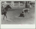 Bulldogging, rodeo, Miles City, Montana