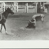 Bulldogging, rodeo, Miles City, Montana