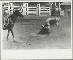 Bulldogging, rodeo, Miles City, Montana