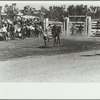 Bronco rider, rodeo, Miles City, Montana