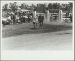 Bronco rider, rodeo, Miles City, Montana