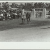 Bronco rider, rodeo, Miles City, Montana