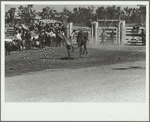 Bronco rider, rodeo, Miles City, Montana