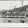 Audience at rodeo, Miles City, Montana