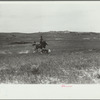 Catching a strayed colt [i.e. calf], Quarter Circle U roundup, Montana