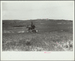 Catching a strayed colt [i.e. calf], Quarter Circle U roundup, Montana