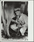 Milker gives pet cat some milk direct from cow, Brandtjen Dairy Farm, Dakota County, Minnesota