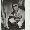 Milker gives pet cat some milk direct from cow, Brandtjen Dairy Farm, Dakota County, Minnesota