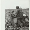 Rice County, Minnesota. Boy helping his father in an onion field