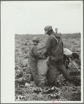 Rice County, Minnesota. Boy helping his father in an onion field