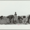 Onion field workers, Rice County, Minnesota