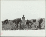 Onion field workers, Rice County, Minnesota