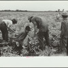 Onion field worker, Rice County, Minnesota