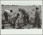 Onion field worker, Rice County, Minnesota