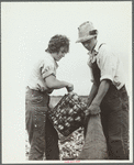 Young onion field worker, Rice County, Minnesota