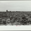 Workers in a 700 acre onion field, Rice County, Minnesota