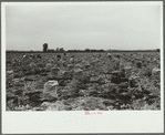 Workers in a 700 acre onion field, Rice County, Minnesota