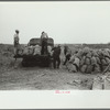 Loading onions, Rice County, Minnesota