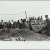 Sorting onions, Rice County, Minnesota