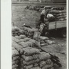 Loading bags of onions, Rice County, Minnesota