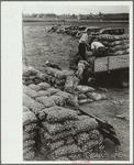 Loading bags of onions, Rice County, Minnesota