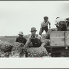 Loading bags of onions, Rice County, Minnesota