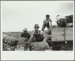 Loading bags of onions, Rice County, Minnesota