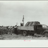 Loading bags of onions, Rice County, Minnesota