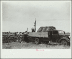 Loading bags of onions, Rice County, Minnesota