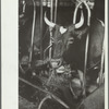 Guernsey milk cow in stall, dairy farm, Dakota County, Minnesota