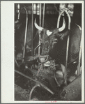Guernsey milk cow in stall, dairy farm, Dakota County, Minnesota