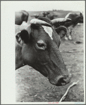 Guernsey cow, Brandtjen Dairy Farm, Dakota County, Minnesota