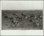 Guernsey cows, dairy farm, Dakota County, Minnesota