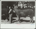 4-H Club boy with calf at baby beef auction, Central Iowa 4-H Club fair, Marshalltown, Iowa