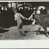 4-H Club boy with calf to auction, Central Iowa 4-H Club fair, Marshalltown, Iowa