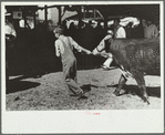 4-H Club boy with calf to auction, Central Iowa 4-H Club fair, Marshalltown, Iowa