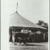 4-H Club boy with calf in front of auction tent, Central Iowa 4-H Club fair, Marshalltown, Iowa