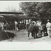 4-H Club boys bring their calves into auction tent, Central Iowa 4-H Club fair, Marshalltown, Iowa