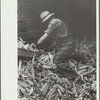 Emptying a corn crib in order to shell the corn for EverNormal granary storage, Grundy County, Iowa