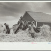 Threshing grain on one of the homesteads at San Luis Valley Farms, Alamosa, Colorado