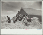 Threshing grain on one of the homesteads at San Luis Valley Farms, Alamosa, Colorado