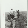 Sewing a sack of potatoes, Rio Grande County, Colorado