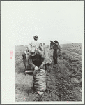 Sewing a sack of potatoes, Rio Grande County, Colorado