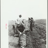 Sewing a sack of potatoes, Rio Grande County, Colorado