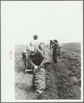 Sewing a sack of potatoes, Rio Grande County, Colorado