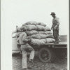 Loading sacks of potatoes, Rio Grande County, Colorado