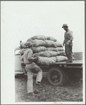 Loading sacks of potatoes, Rio Grande County, Colorado