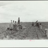 Potato digger and picking crew, Rio Grande County, Colorado