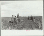 Potato digger and picking crew, Rio Grande County, Colorado